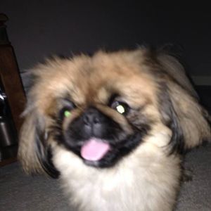 Meet your Posher, Adam